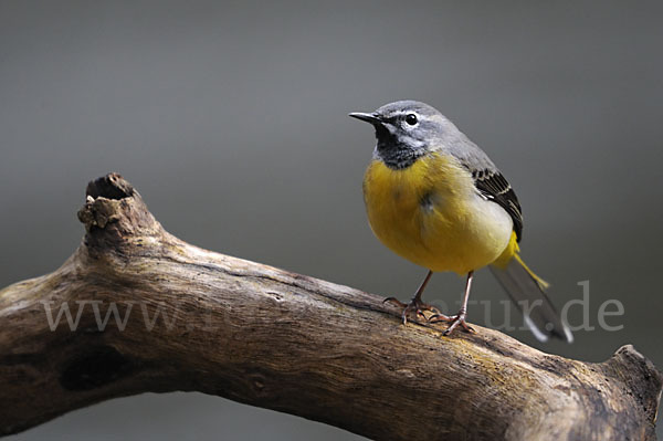 Gebirgsstelze (Motacilla cinerea)