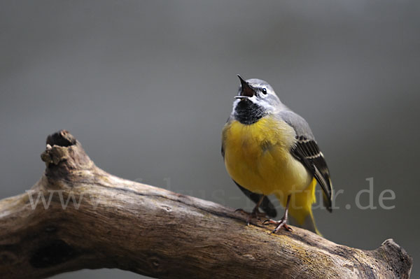 Gebirgsstelze (Motacilla cinerea)