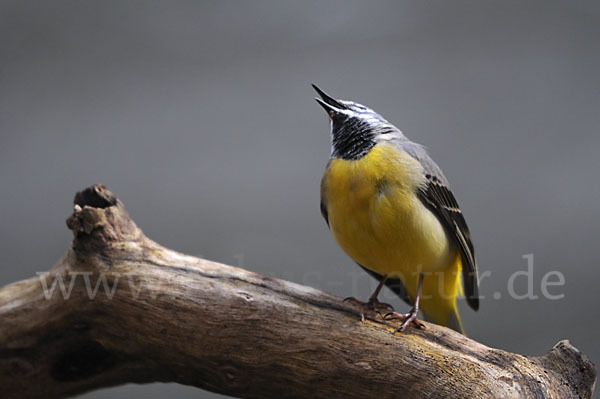 Gebirgsstelze (Motacilla cinerea)