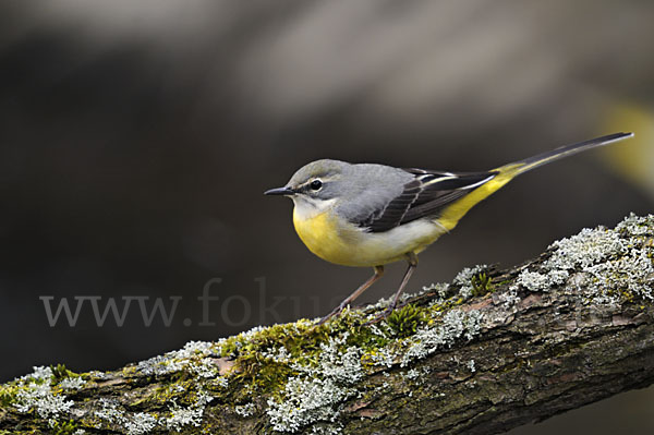 Gebirgsstelze (Motacilla cinerea)