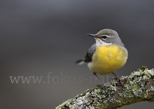 Gebirgsstelze (Motacilla cinerea)