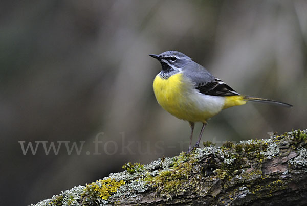 Gebirgsstelze (Motacilla cinerea)