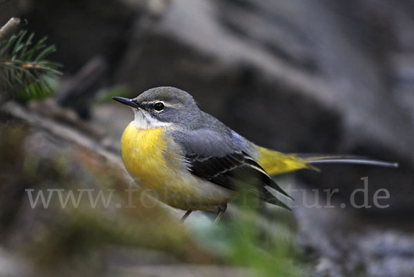 Gebirgsstelze (Motacilla cinerea)