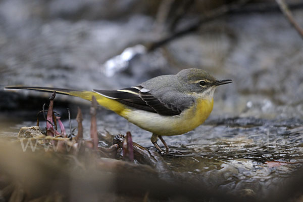 Gebirgsstelze (Motacilla cinerea)