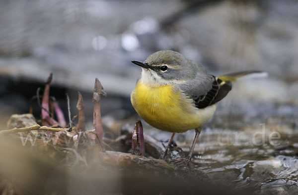 Gebirgsstelze (Motacilla cinerea)