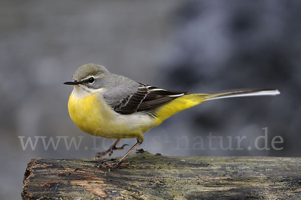 Gebirgsstelze (Motacilla cinerea)