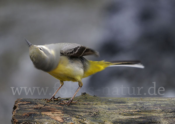 Gebirgsstelze (Motacilla cinerea)