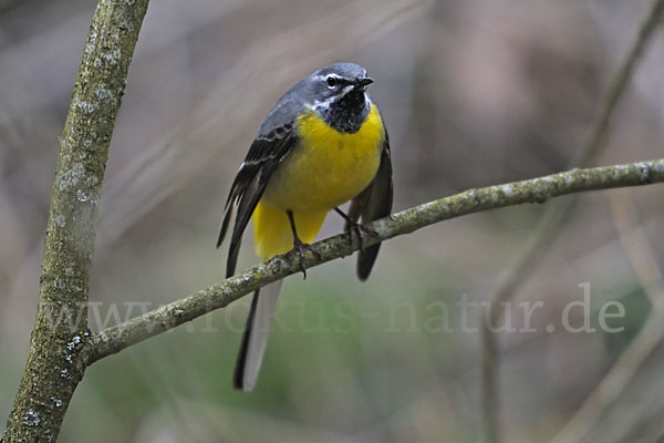 Gebirgsstelze (Motacilla cinerea)