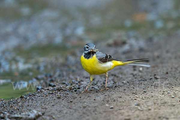 Gebirgsstelze (Motacilla cinerea)