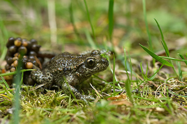 Geburtshelferkröte (Alytes obstetricans)