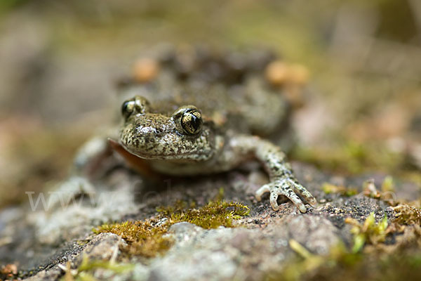 Geburtshelferkröte (Alytes obstetricans)