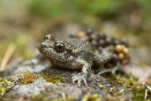 Geburtshelferkröte (Alytes obstetricans)