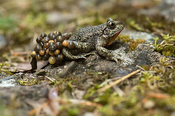 Geburtshelferkröte (Alytes obstetricans)