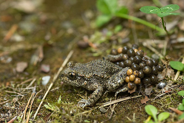 Geburtshelferkröte (Alytes obstetricans)