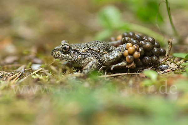 Geburtshelferkröte (Alytes obstetricans)