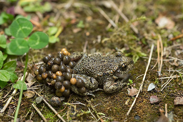 Geburtshelferkröte (Alytes obstetricans)