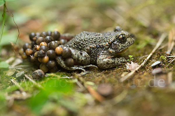 Geburtshelferkröte (Alytes obstetricans)