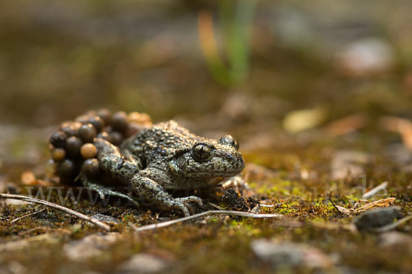 Geburtshelferkröte (Alytes obstetricans)