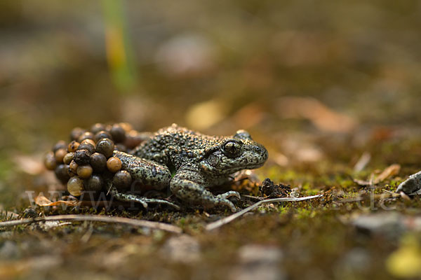 Geburtshelferkröte (Alytes obstetricans)