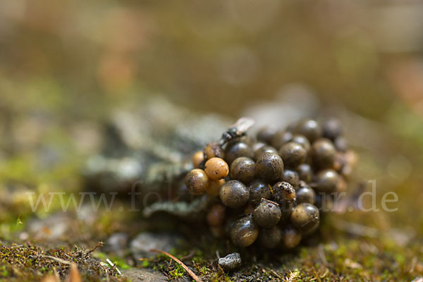 Geburtshelferkröte (Alytes obstetricans)