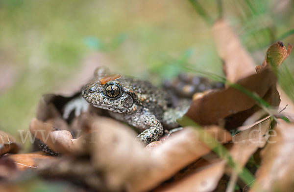 Geburtshelferkröte (Alytes obstetricans)