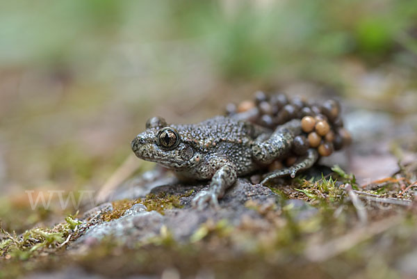 Geburtshelferkröte (Alytes obstetricans)