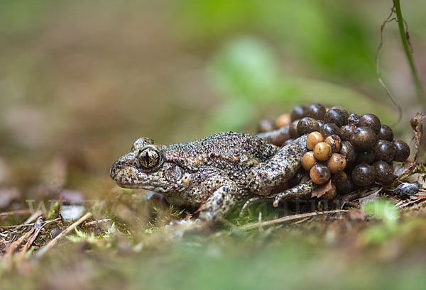 Geburtshelferkröte (Alytes obstetricans)