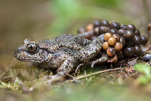 Geburtshelferkröte (Alytes obstetricans)