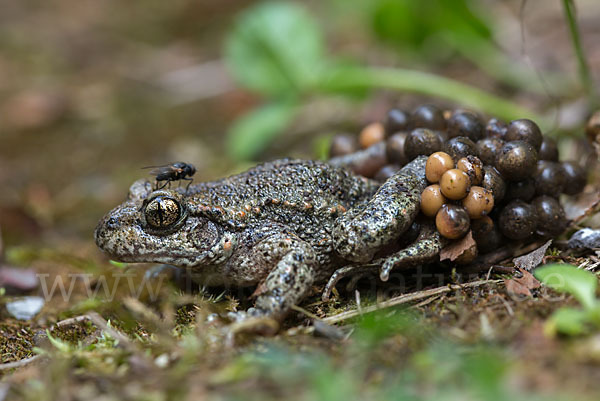 Geburtshelferkröte (Alytes obstetricans)