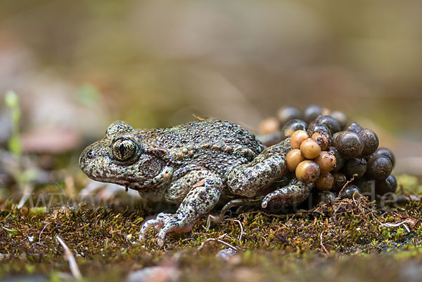 Geburtshelferkröte (Alytes obstetricans)