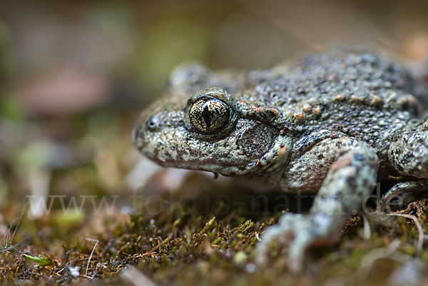 Geburtshelferkröte (Alytes obstetricans)