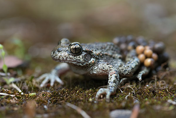 Geburtshelferkröte (Alytes obstetricans)