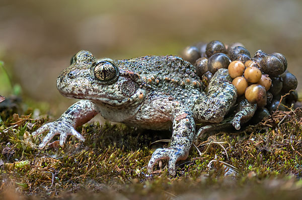 Geburtshelferkröte (Alytes obstetricans)