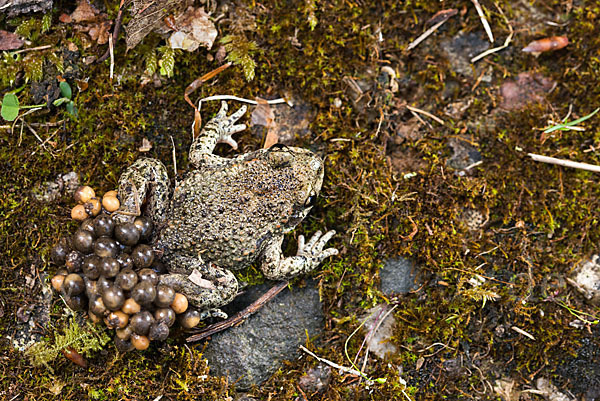 Geburtshelferkröte (Alytes obstetricans)