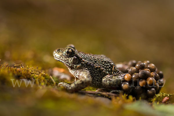 Geburtshelferkröte (Alytes obstetricans)