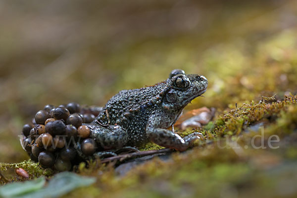 Geburtshelferkröte (Alytes obstetricans)