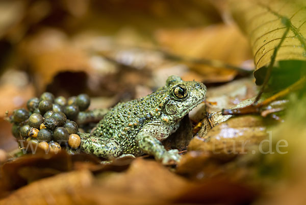 Geburtshelferkröte (Alytes obstetricans)