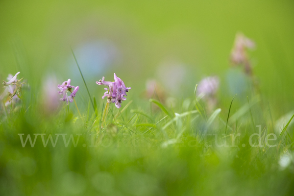 Gefingerter Lerchensporn (Corydalis solida)