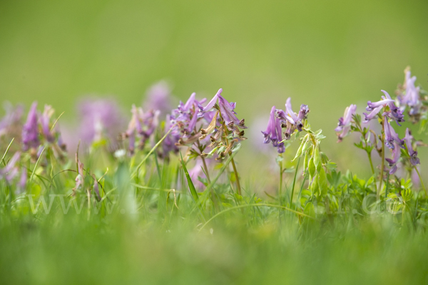 Gefingerter Lerchensporn (Corydalis solida)