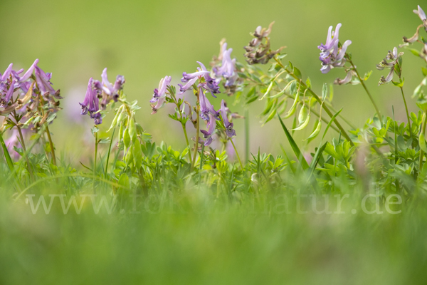 Gefingerter Lerchensporn (Corydalis solida)