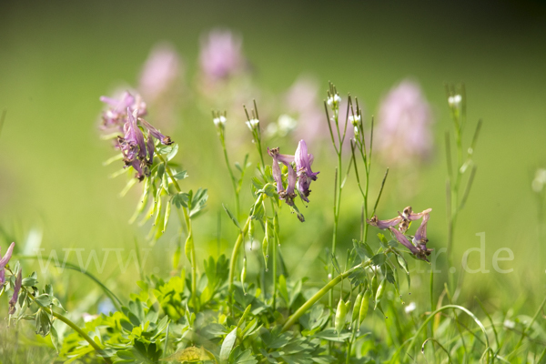 Gefingerter Lerchensporn (Corydalis solida)