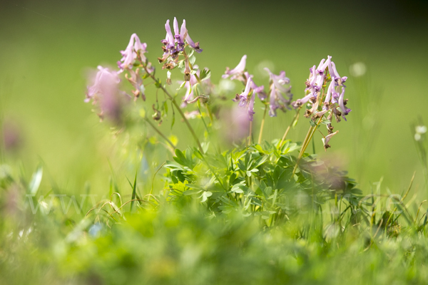 Gefingerter Lerchensporn (Corydalis solida)