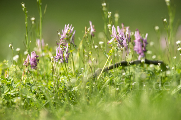 Gefingerter Lerchensporn (Corydalis solida)