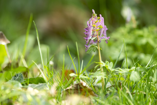 Gefingerter Lerchensporn (Corydalis solida)