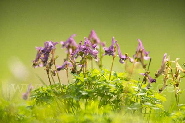 Gefingerter Lerchensporn (Corydalis solida)