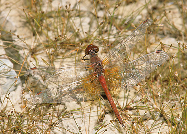 Gefleckte Heidelibelle (Sympetrum flaveolum)