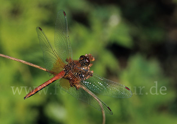 Gefleckte Heidelibelle (Sympetrum flaveolum)