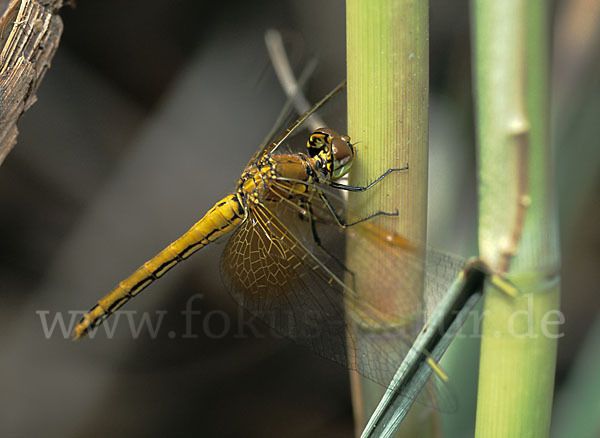 Gefleckte Heidelibelle (Sympetrum flaveolum)