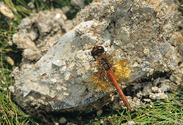 Gefleckte Heidelibelle (Sympetrum flaveolum)