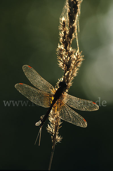 Gefleckte Heidelibelle (Sympetrum flaveolum)